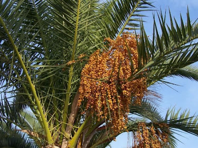 Canary Palm Canary Palm