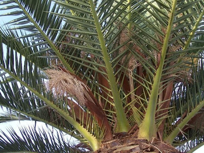 Canary Palm Canary Palm