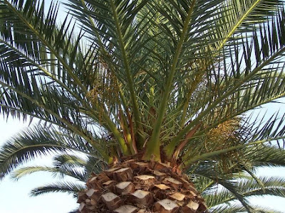 Canary Palm Canary Palm