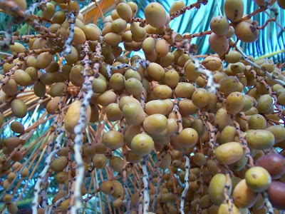 Canary Palm Canary Palm