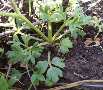 Ranunculus flabellatus,
Ranuncolo paludoso,
Water Yellow Crowfoot