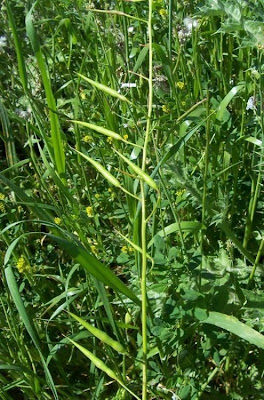 Jointed charlock