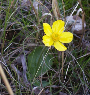 Ranunculus bullatus,
Autumn Buttercup,
Ranuncolo rosulato