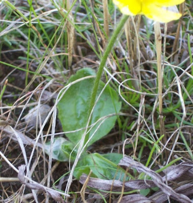 Ranunculus bullatus,
Autumn Buttercup,
Ranuncolo rosulato