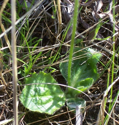 Ranunculus bullatus,
Autumn Buttercup,
Ranuncolo rosulato