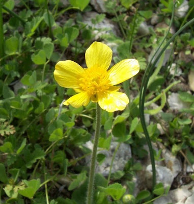 Ranunculus bullatus,
Autumn Buttercup,
Ranuncolo rosulato