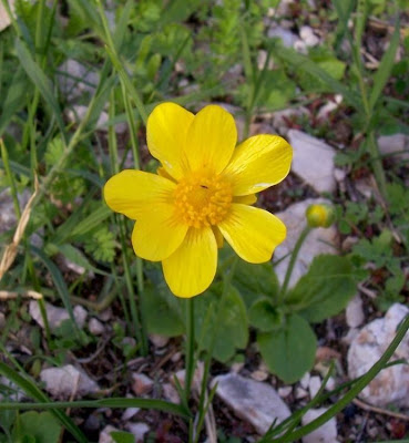 Ranunculus bullatus,
Autumn Buttercup,
Ranuncolo rosulato