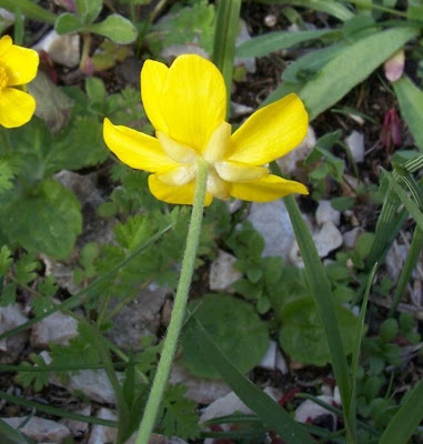 Ranunculus bullatus,
Autumn Buttercup,
Ranuncolo rosulato