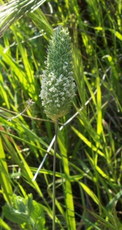red canary grass