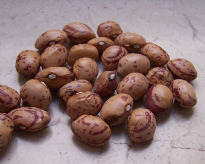 Fagiuolo comune