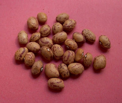 Fagiuolo comune