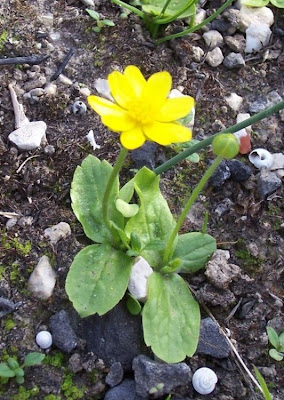 Ranunculus bullatus,
Autumn Buttercup,
Ranuncolo rosulato