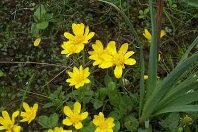 Ranunculus bullatus,
Autumn Buttercup,
Ranuncolo rosulato