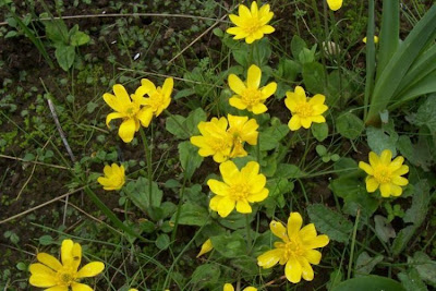 Ranunculus bullatus,
Autumn Buttercup,
Ranuncolo rosulato