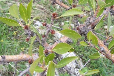 Almond-leaf Pear, Pyrus amygdaliformis Almond-leaf Pear, Pyrus amygdaliformis