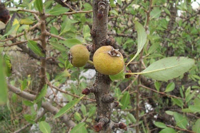 Almond-leaf Pear, Pyrus amygdaliformis Almond-leaf Pear, Pyrus amygdaliformis