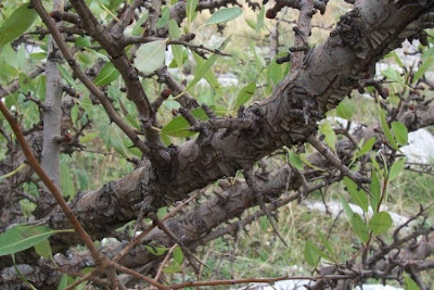 Almond-leaf Pear, Pyrus amygdaliformis Almond-leaf Pear, Pyrus amygdaliformis