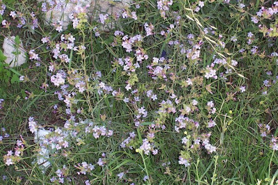 European plumbago