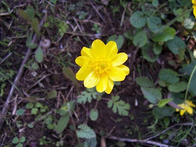 Ranunculus bullatus,
Autumn Buttercup,
Ranuncolo rosulato