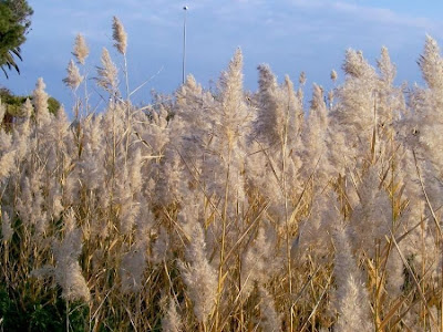 Common reed Common reed
