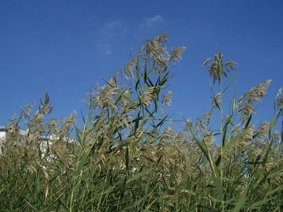 Common reed Common reed