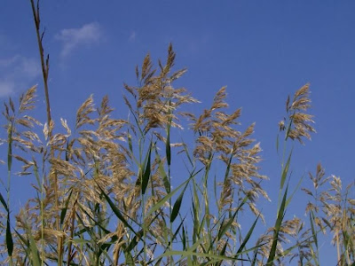 Common reed Common reed