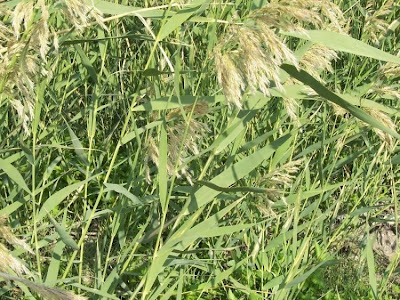Common reed Common reed