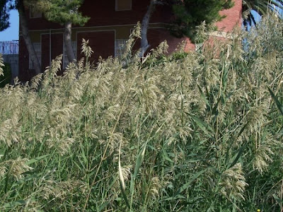 Common reed Common reed