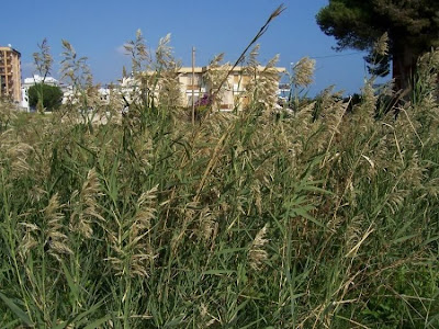 Common reed Common reed