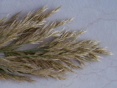 Common reed Common reed
