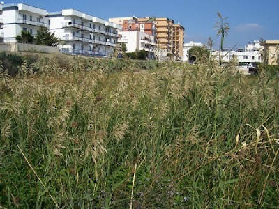 Common reed Common reed