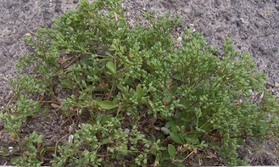 Four Leaved Allseed Four Leaved Allseed