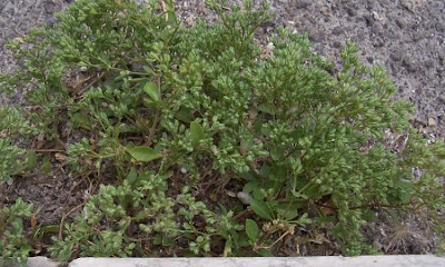 Four Leaved Allseed Four Leaved Allseed