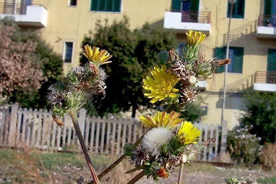 Aspraggine comune Aspraggine comune