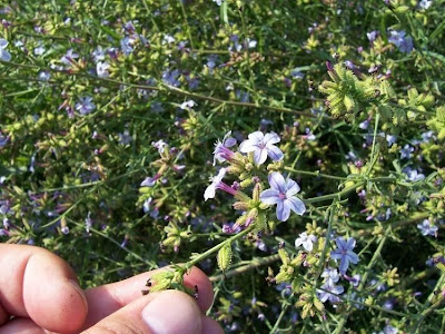 European plumbago
