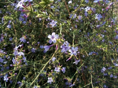 European plumbago