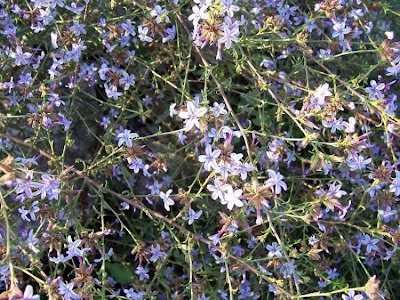 European plumbago