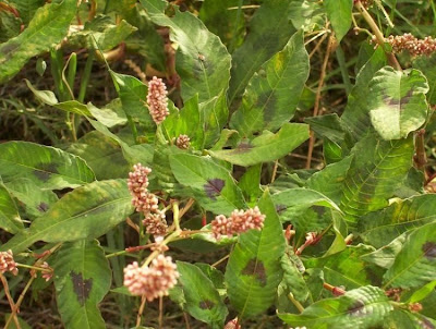 Erva-de-bicho-pruinosa