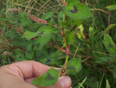 Erva-de-bicho-pruinosa