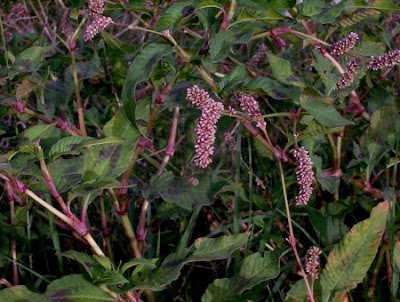 Erva-de-bicho-pruinosa