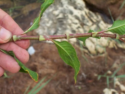 Erva-de-bicho-pruinosa