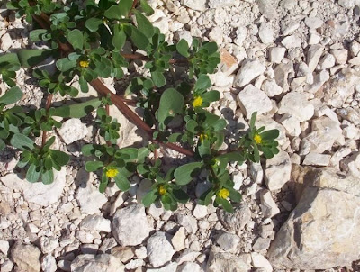 Verdolaga, Portulaca oleracea