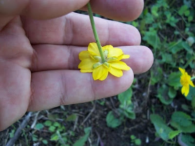 Ranunculus bullatus,
Autumn Buttercup,
Ranuncolo rosulato