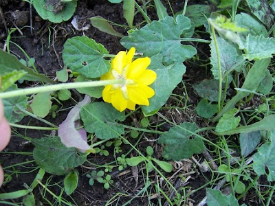 Ranunculus bullatus,
Autumn Buttercup,
Ranuncolo rosulato