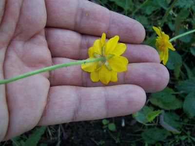 Ranunculus bullatus,
Autumn Buttercup,
Ranuncolo rosulato