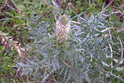 Erba ruchetta