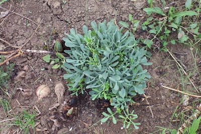 Common rue Common rue