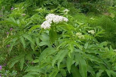 Danewort
