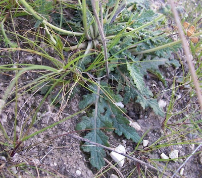 Salvia celestina