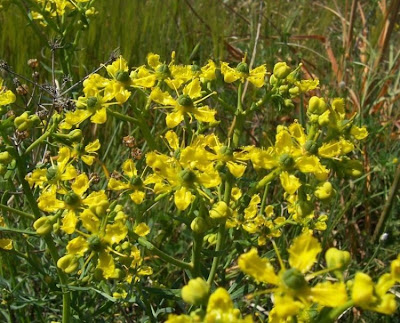 Common rue Common rue